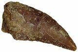 Serrated Raptor Tooth - Real Dinosaur Tooth #300903-1